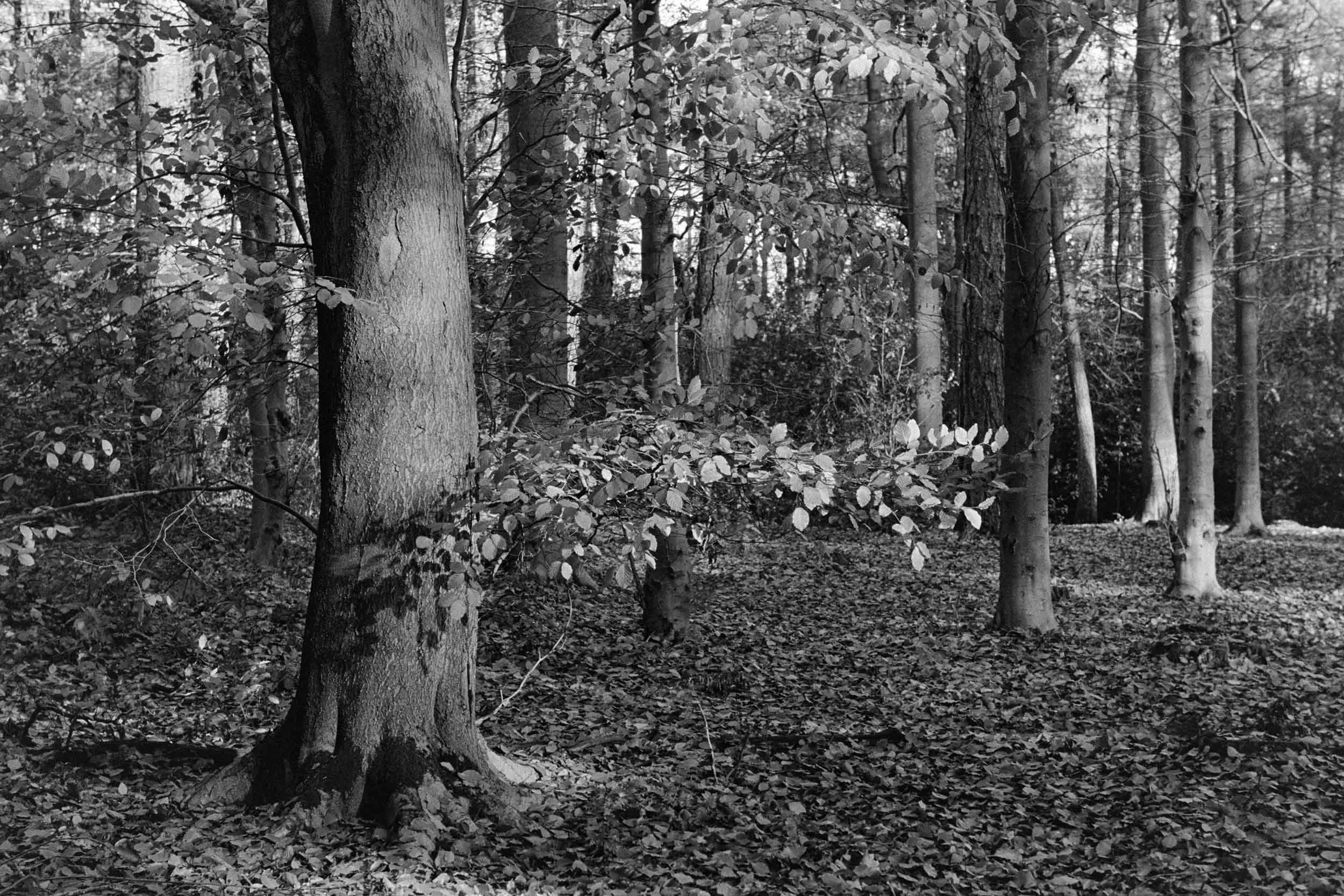 Thornley Woods - 35mm