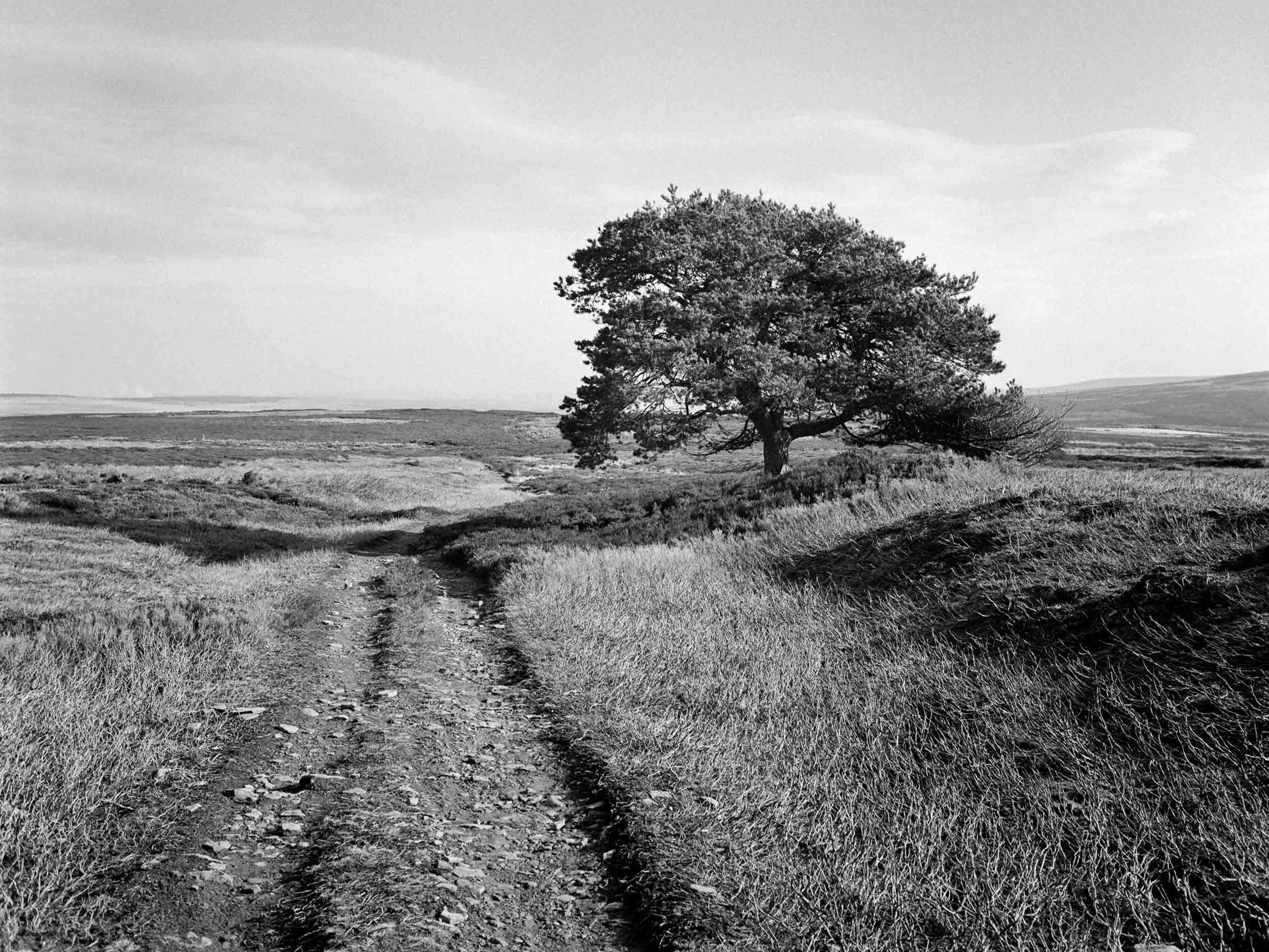 An image of a tree next to a track heading down from Bolt's Law in the North Pennines on a sunny early spring morning