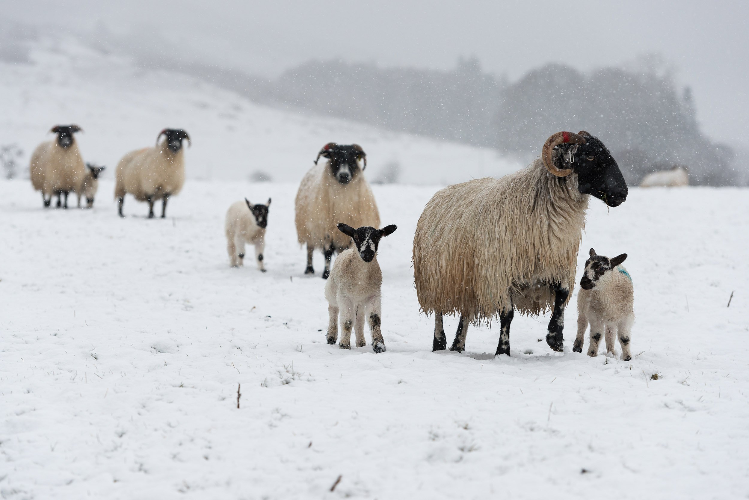 Snowy Spring Lambs