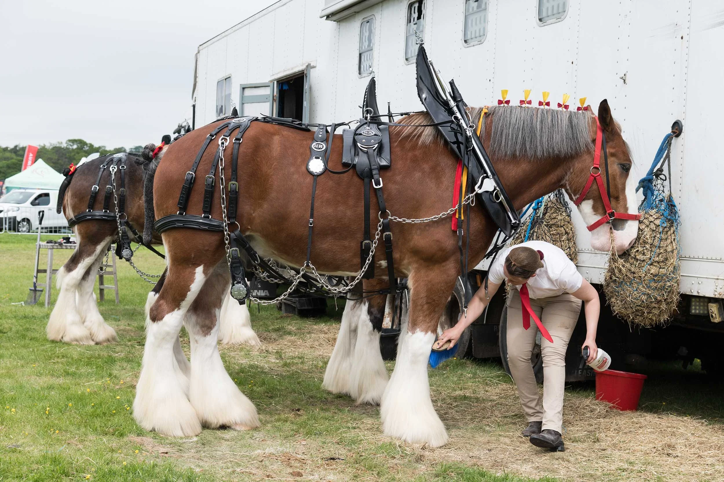 Northumberland County Show