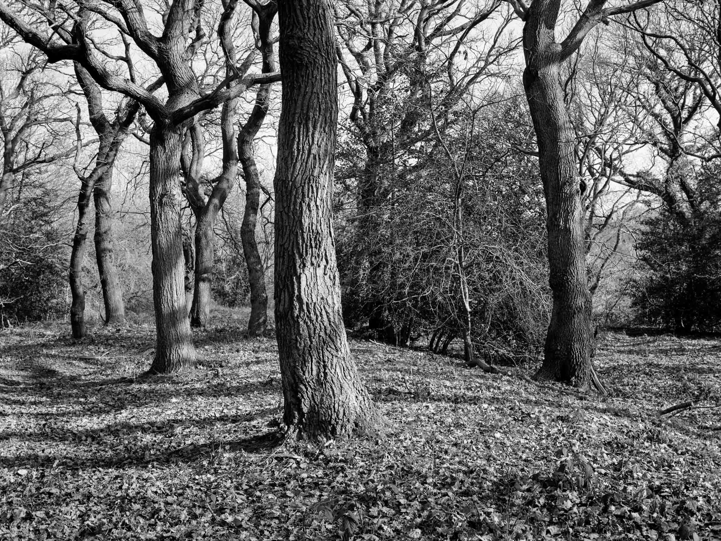 Coopers Wood - Medium Format