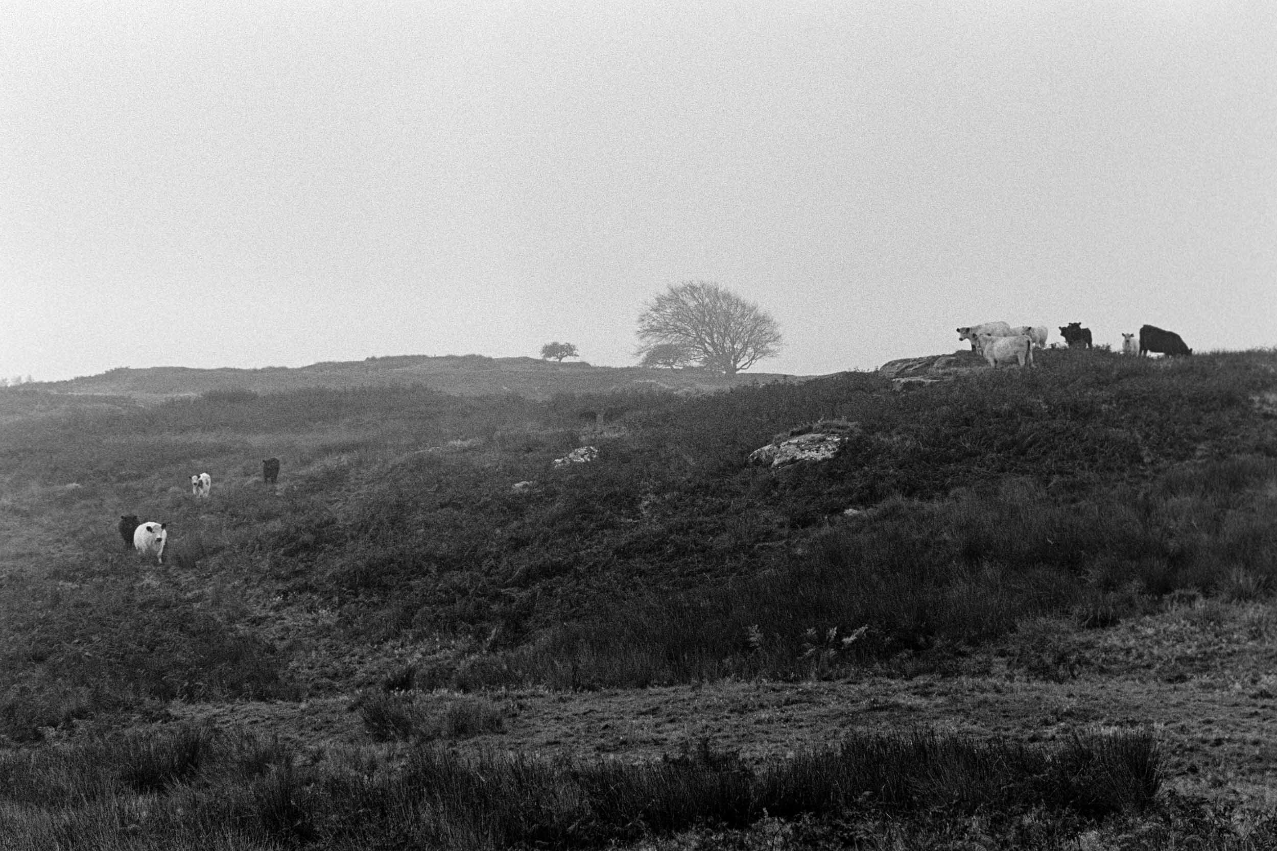 Rothley Hillfort - 35mm