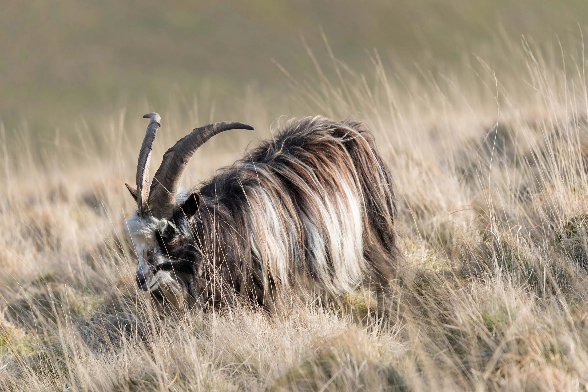 Cheviot-Goat-Northumberland 127.jpg