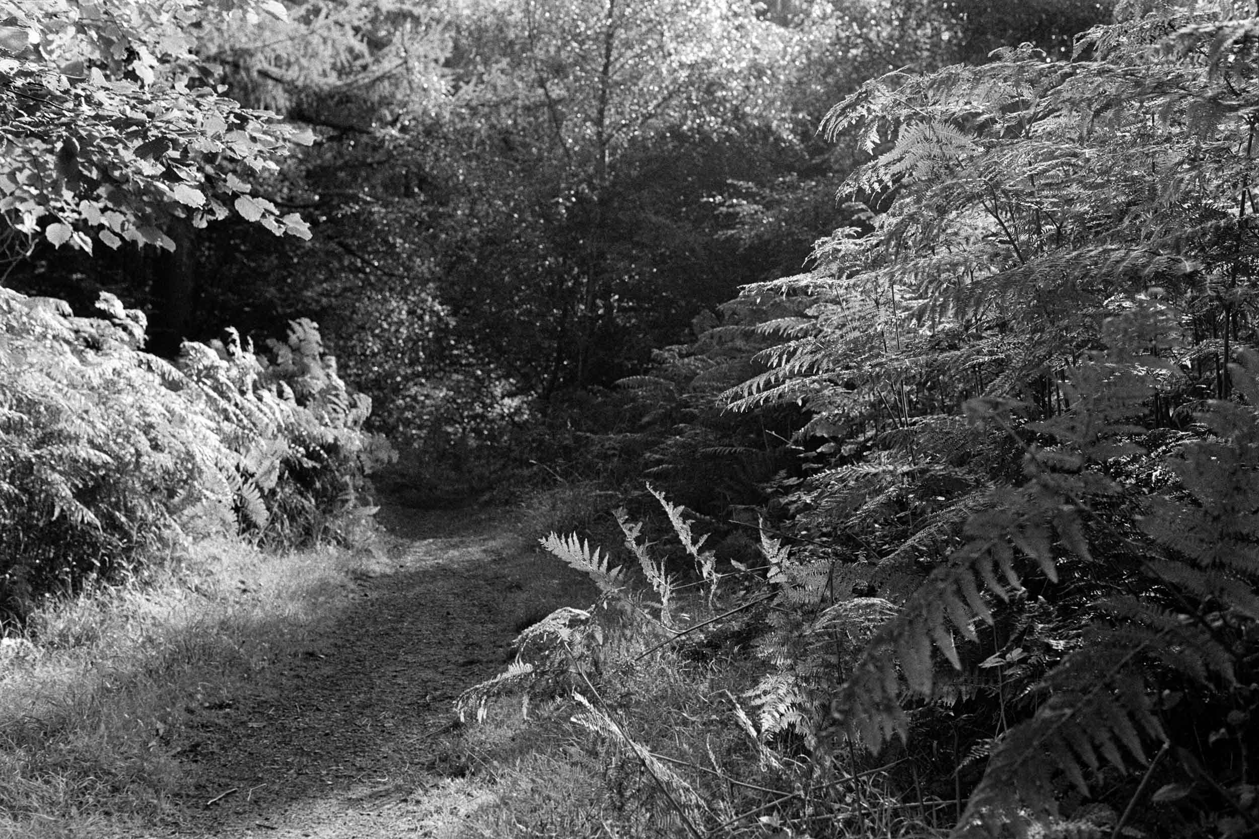 Thornley Woods - 35mm