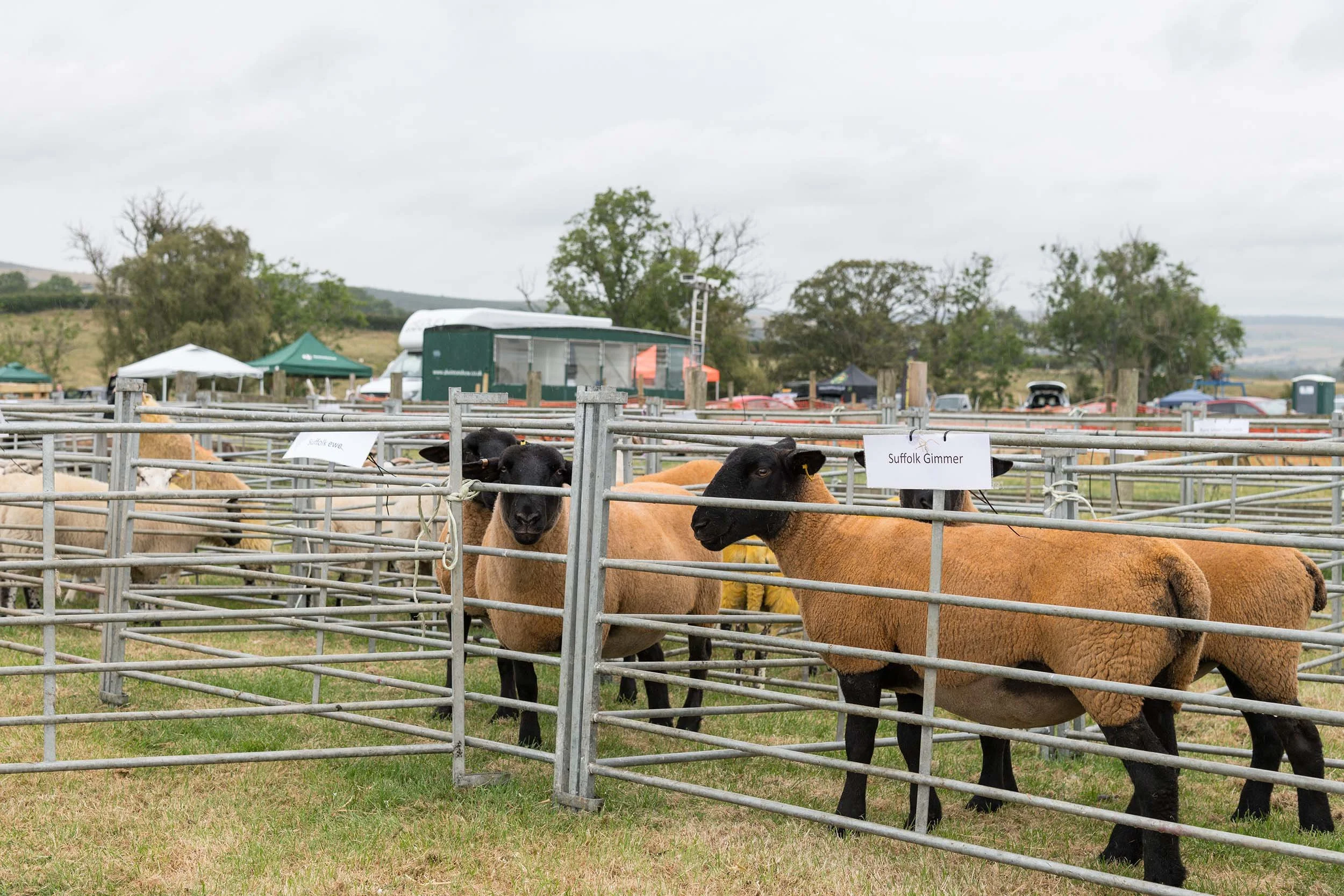 Simonside-Country-Fair 973.jpg
