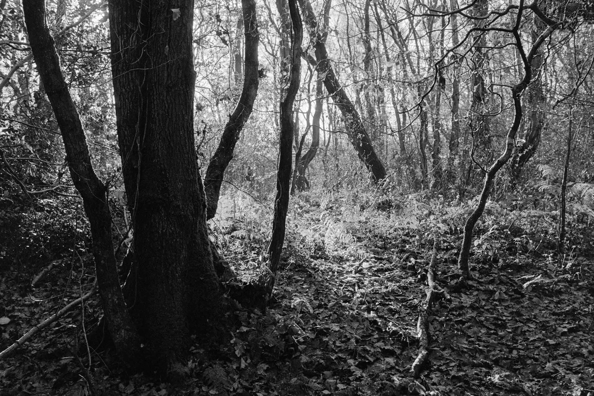 Lands Woods - 35mm