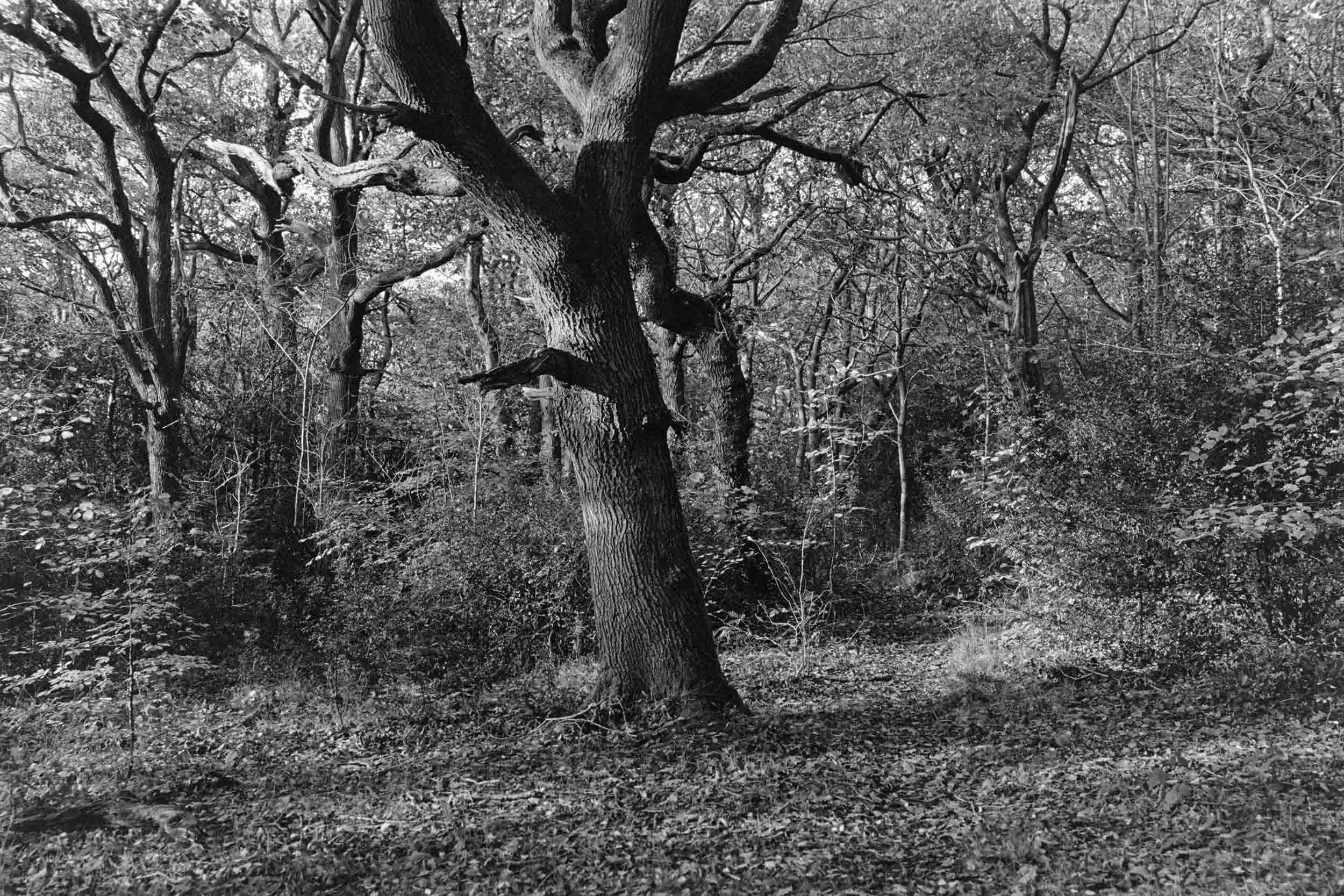 Thornley Woods - 35mm