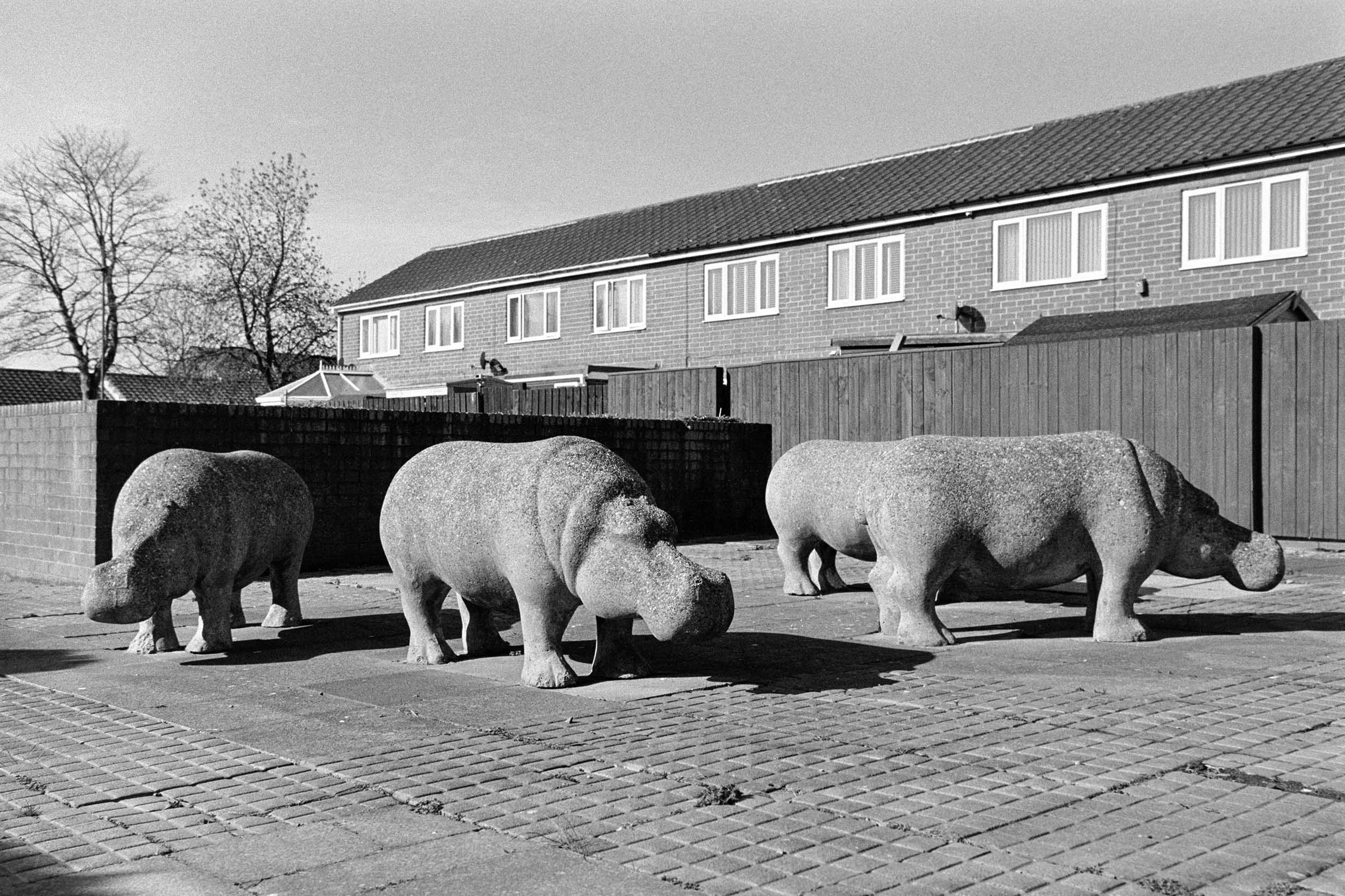 Stan Bonnar's Hippos