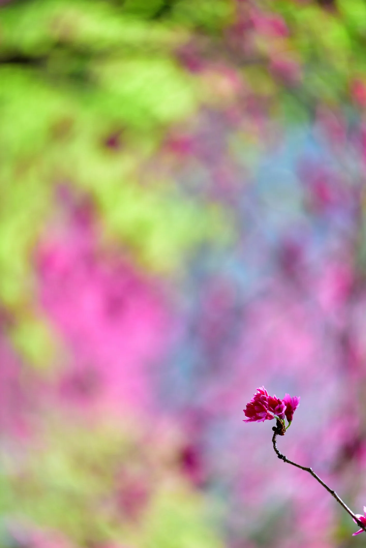 Close-up of a single pink flower on a thin, curved branch against a colorful, blurry background of green, pink, purple, and blue hues.
