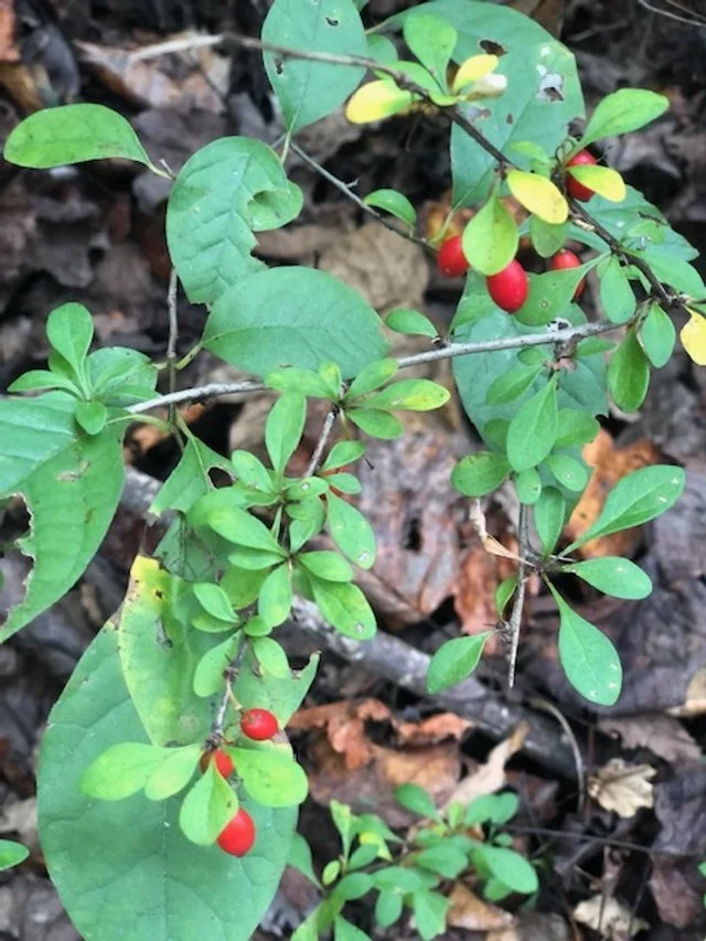 Finding Growth in Unexpected Places