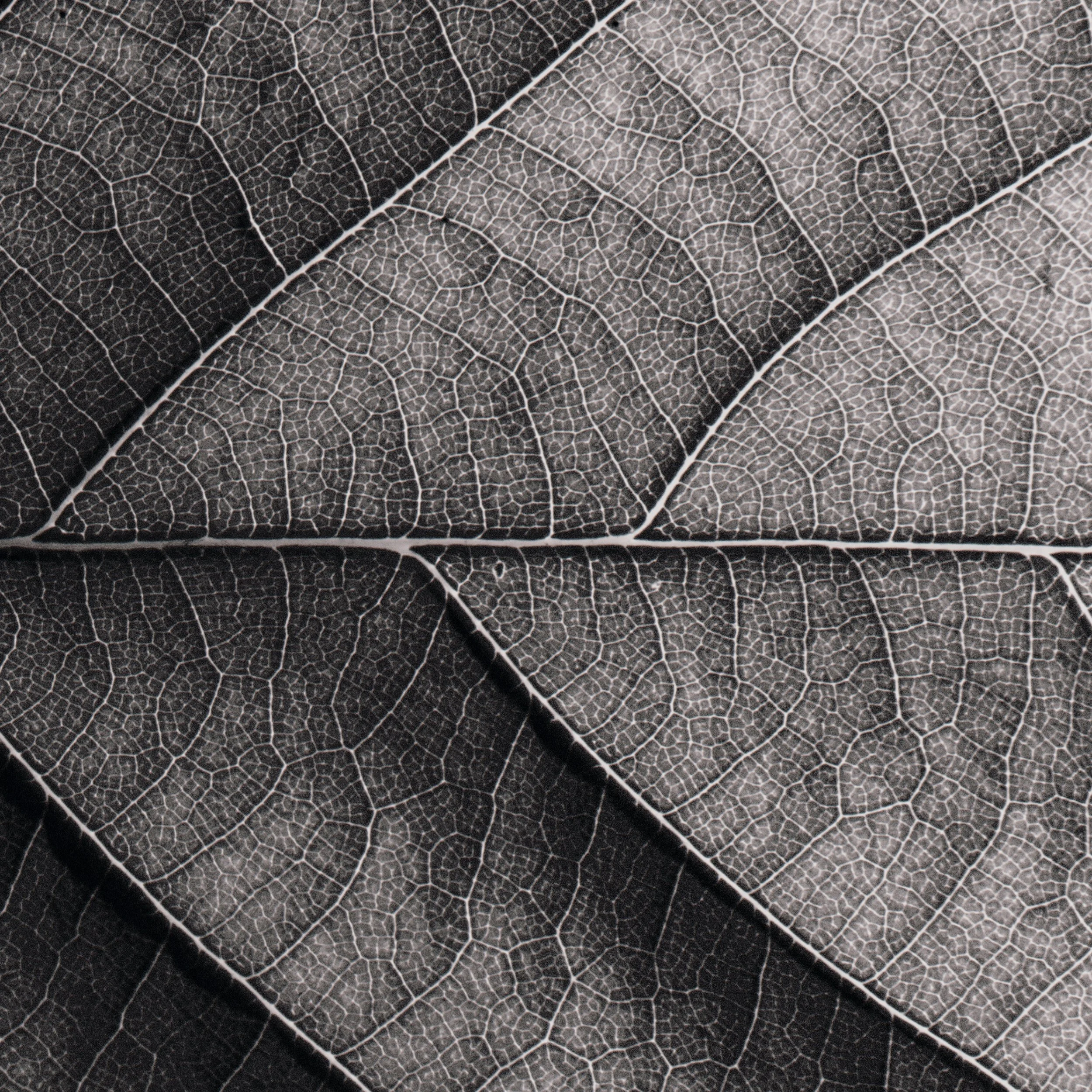 AGENCE VIA PANDO