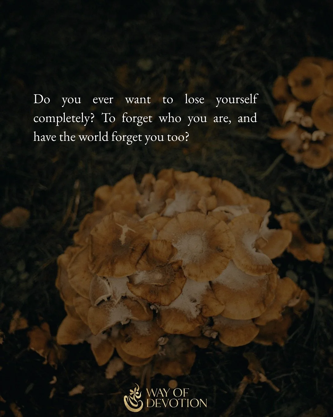 the first cool hint of fall on my skin always amplifies that existential mood 🌬️🍃

xo

#wayofdevotion #morningmusings #holylonging #merging #poetry #lovedeeper