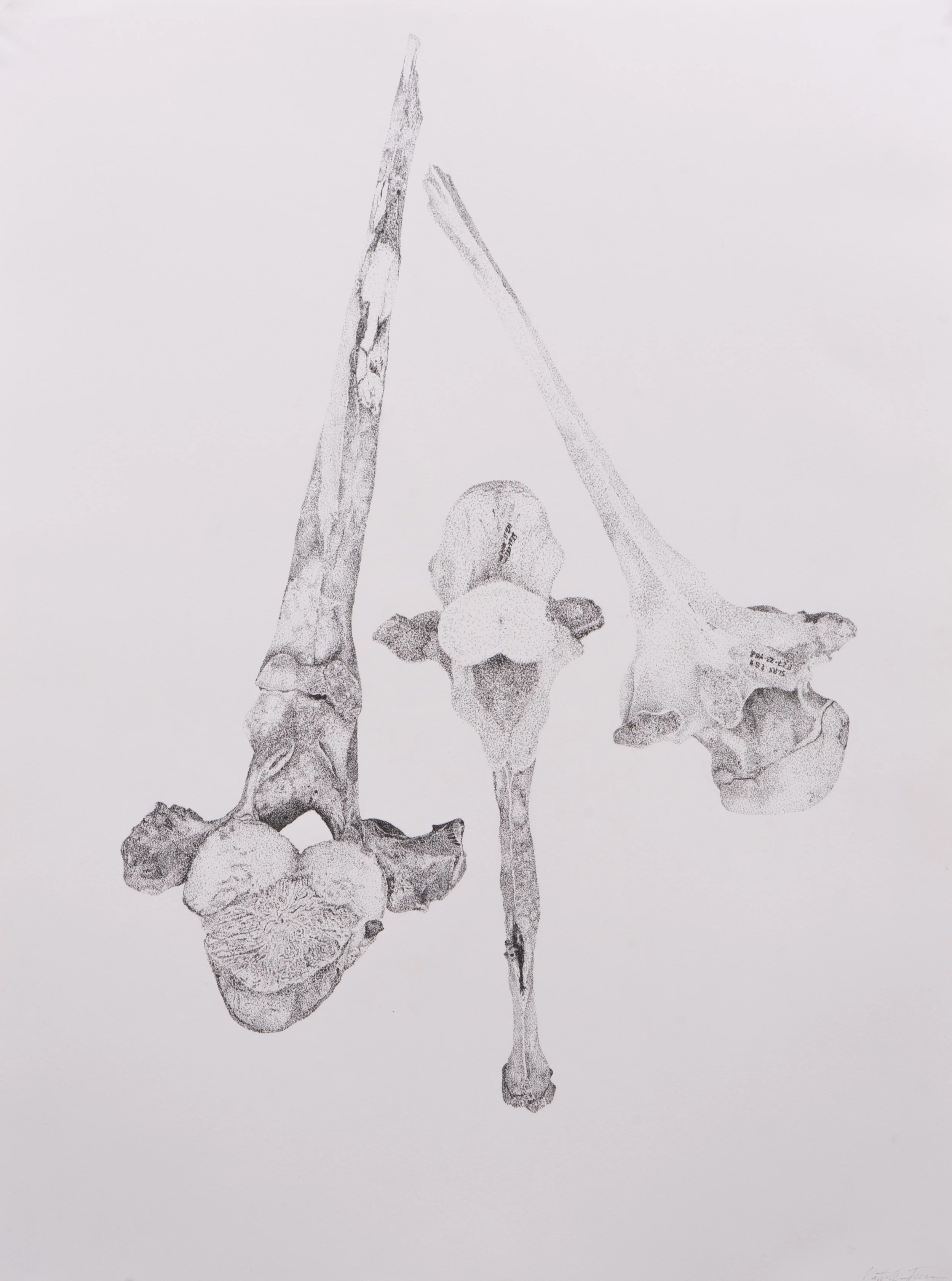 Drawing — Blind Falcon Studio