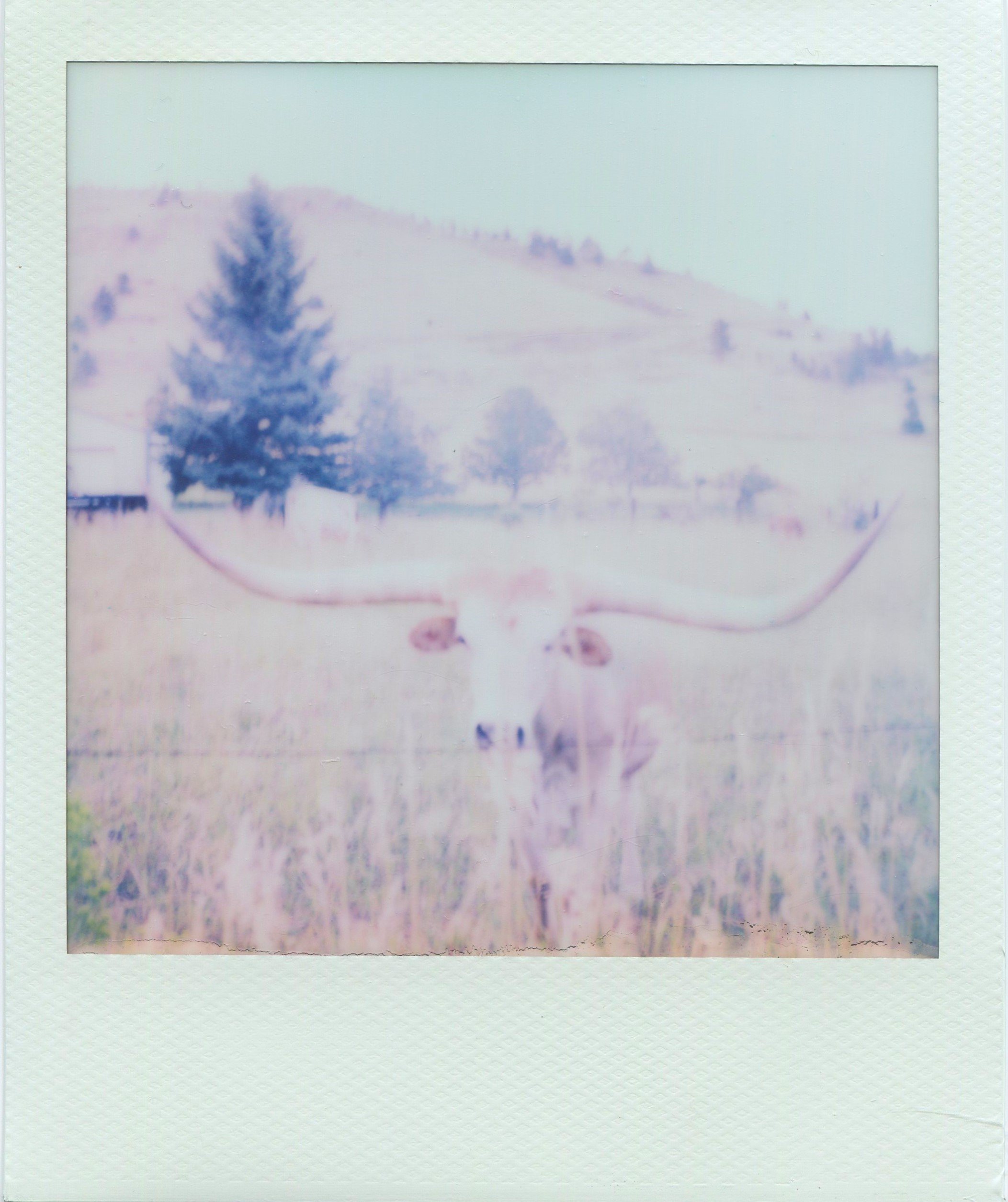 Longhorn | Polaroid Film | 2023