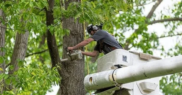 MHR landscape and grounds work