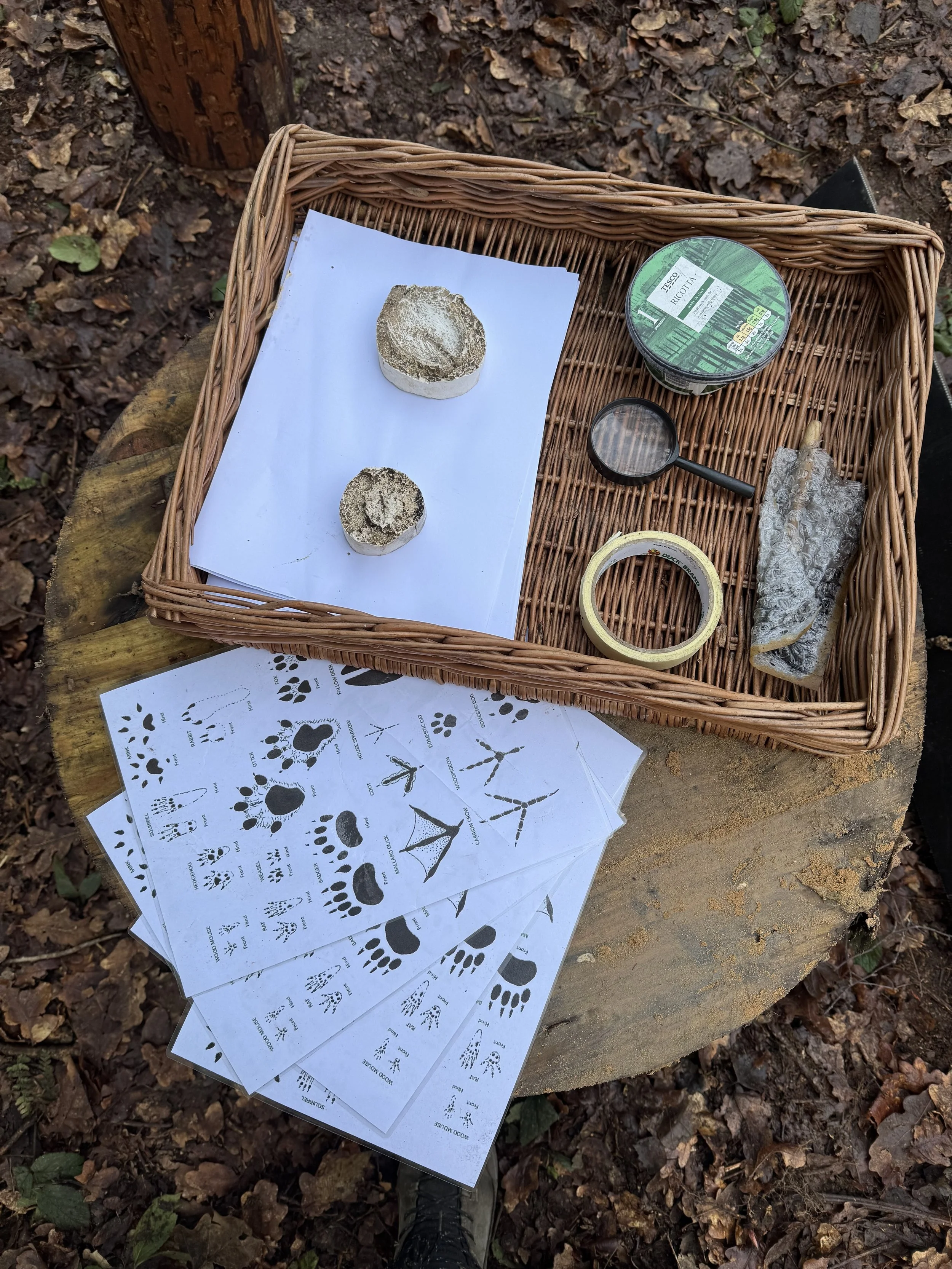 A wicker basket on a tree stump containing two pieces of rock, a container of tea, a magnifying glass, and tape. Next to the basket are printed sheets with animal tracks and symbols for tracking animals.