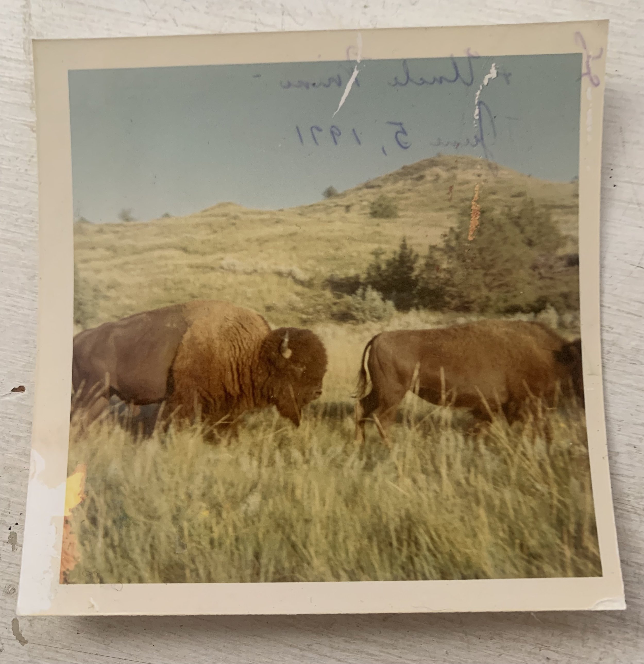 Why Buffalo?