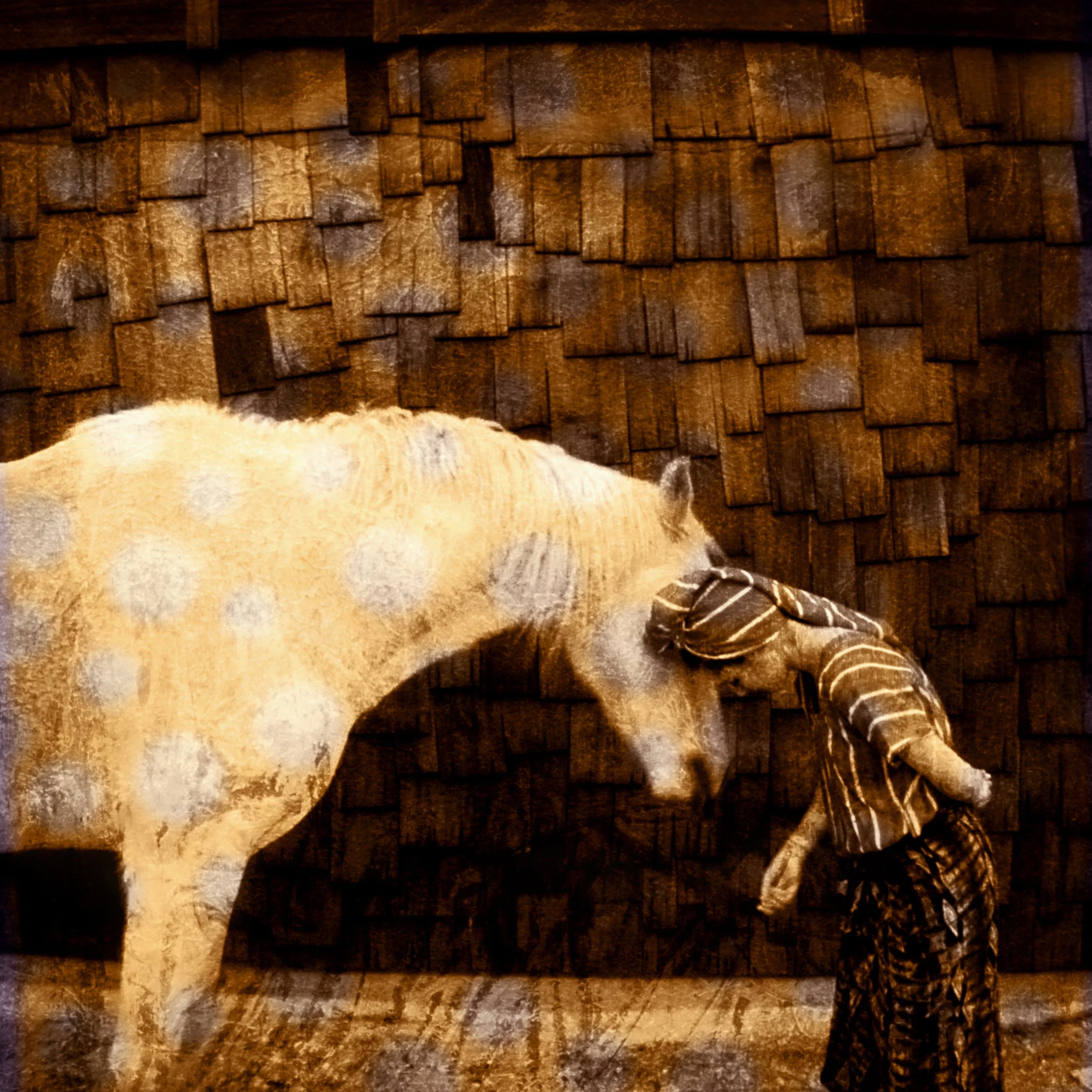 A Testimonial on the Magic of Horses.