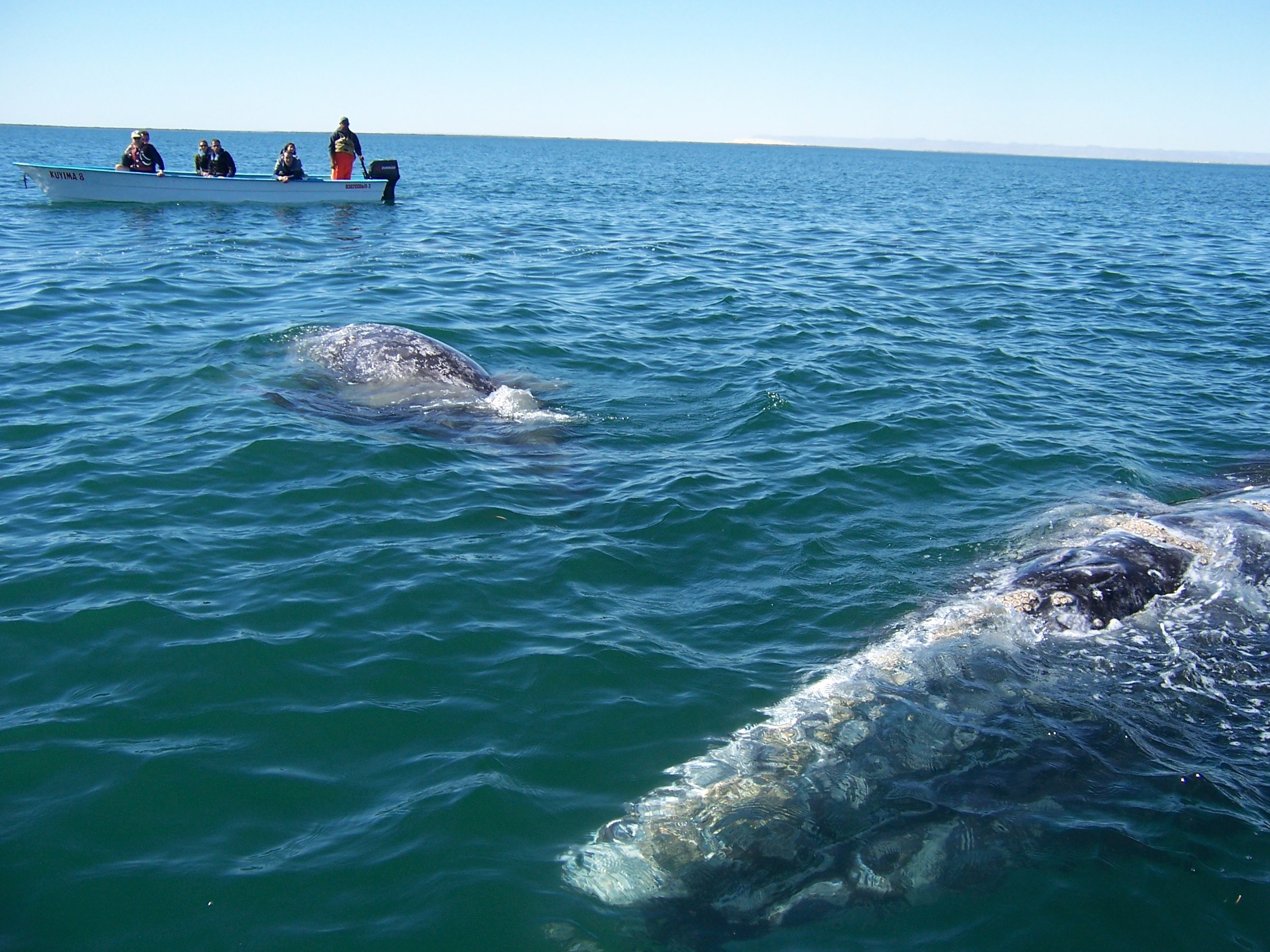 The Inner Map: Gray Whales, Coyotes, and the Solstice of the Self