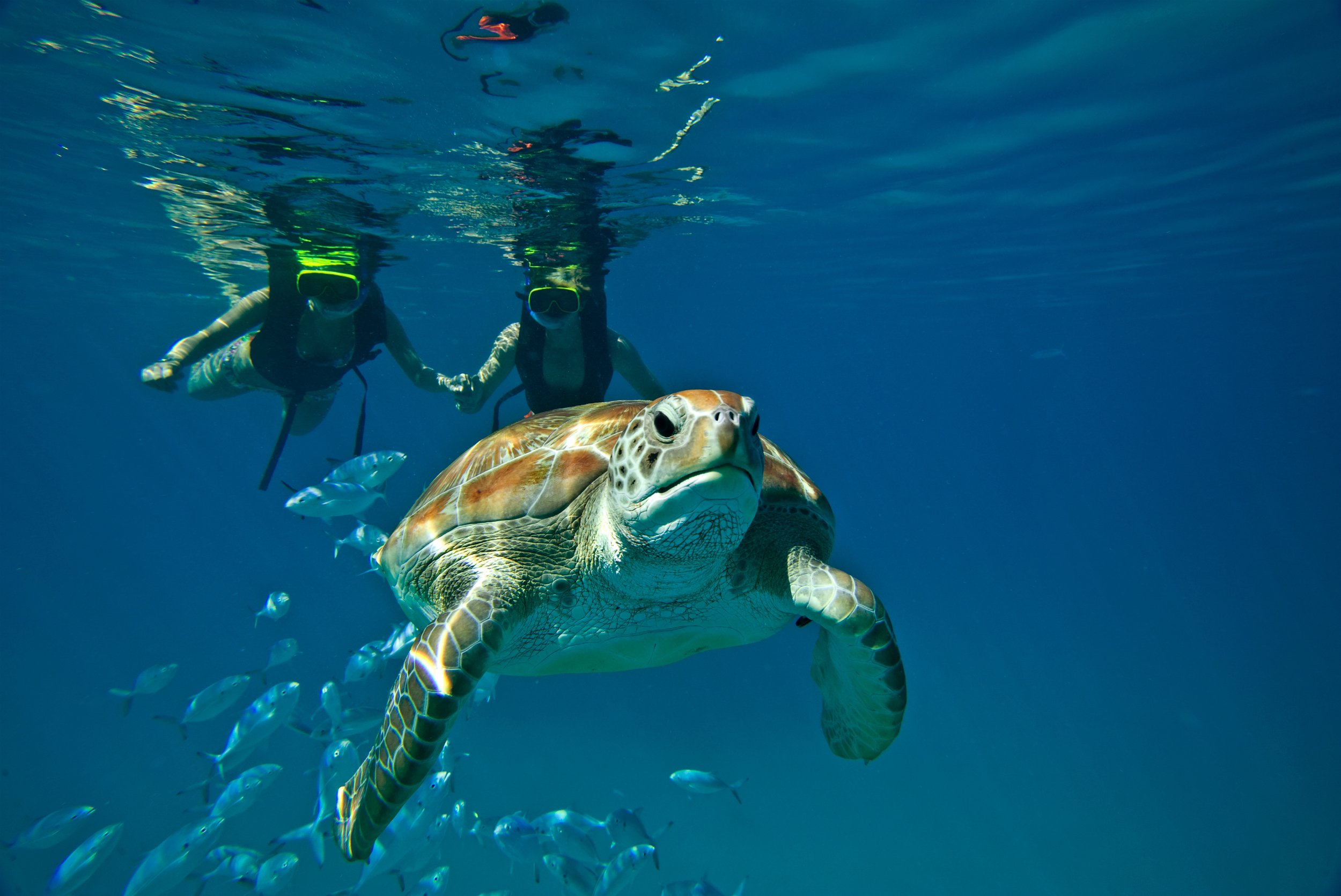 Barbados Swim, Snorkel & Wildlife Experience
