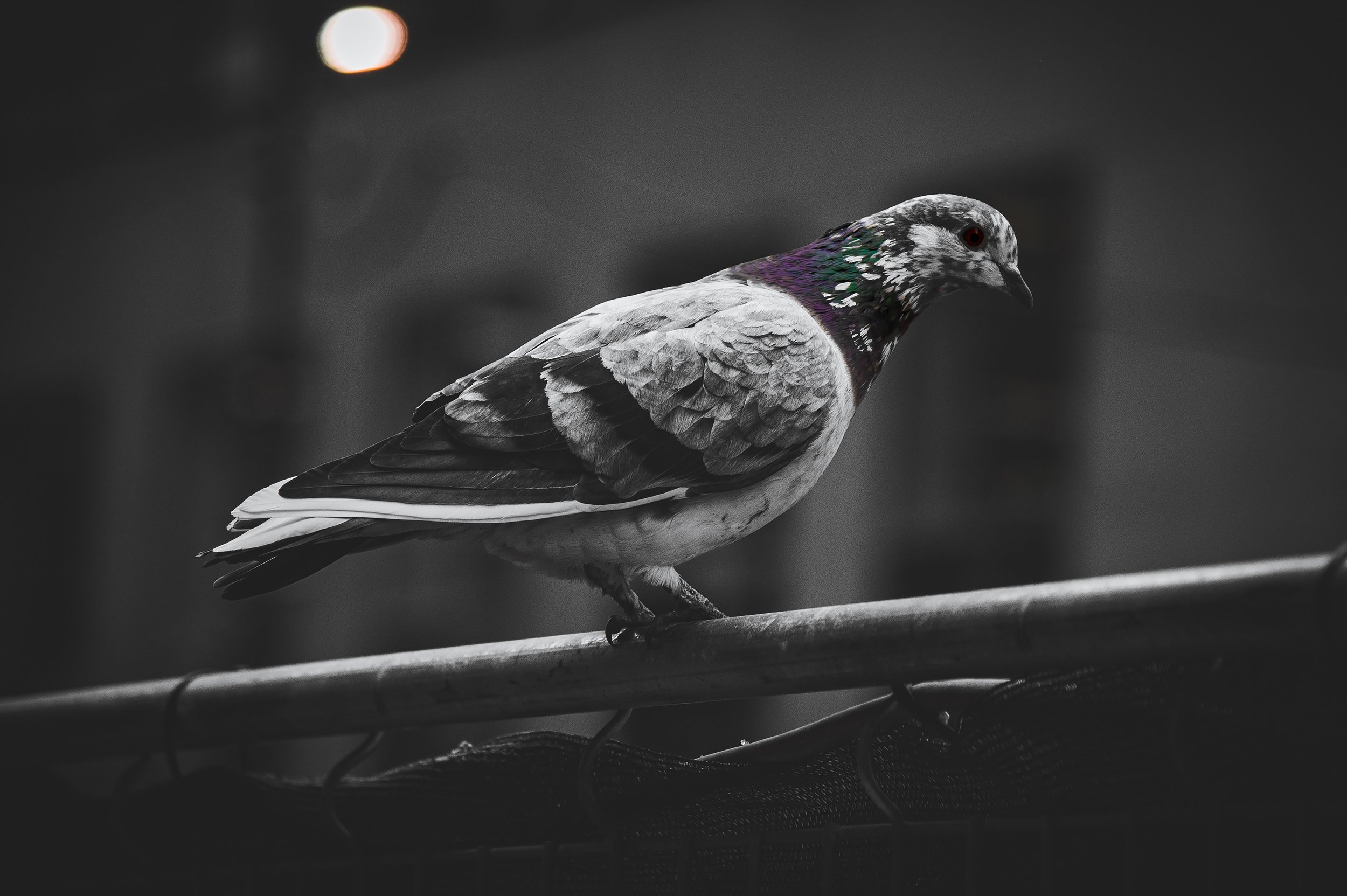 Pigeon (Selective Colour)
