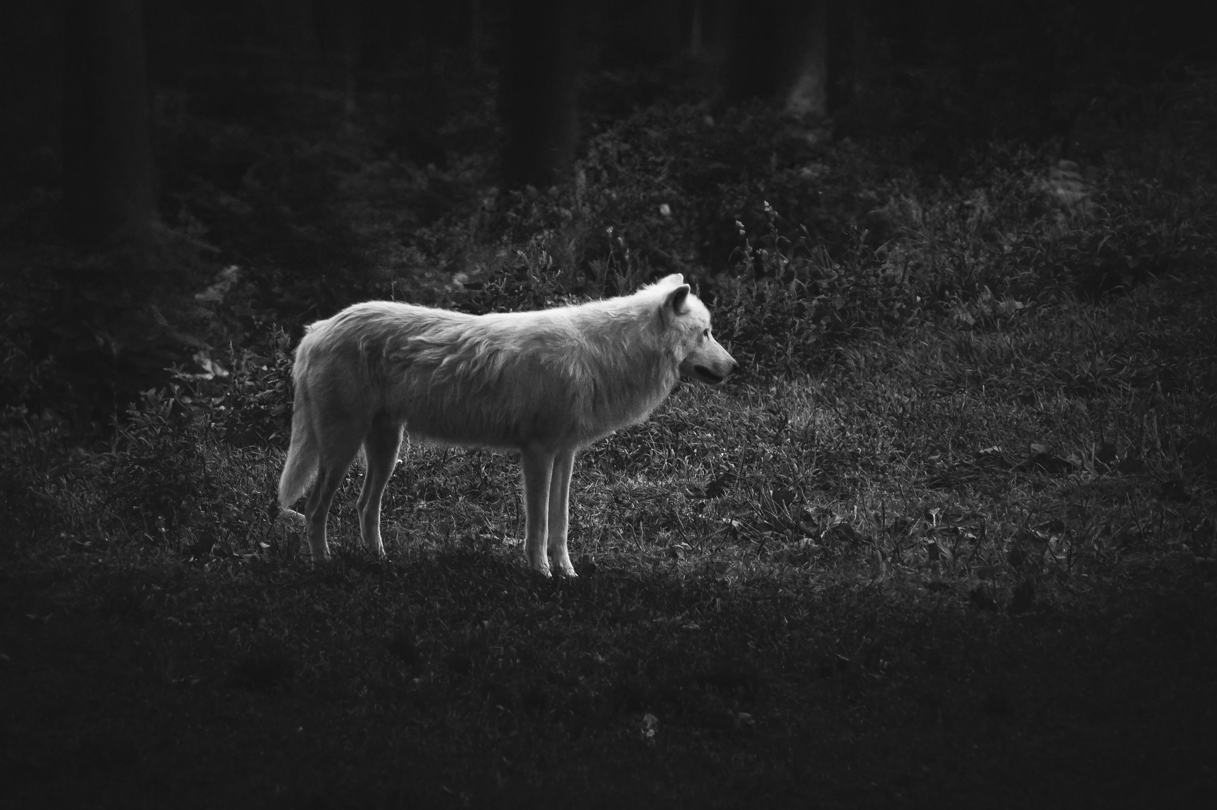 Wolf Stance