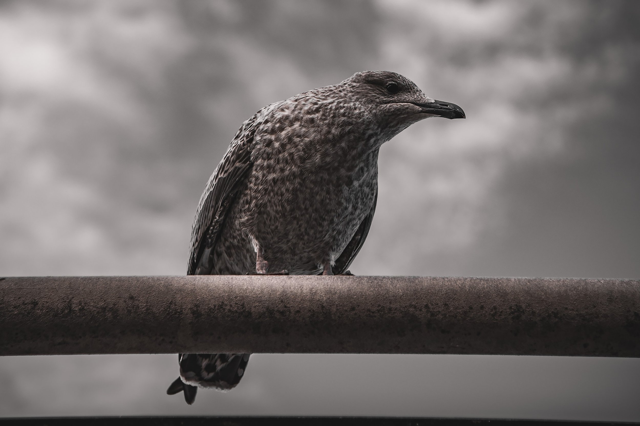Watching Seagull