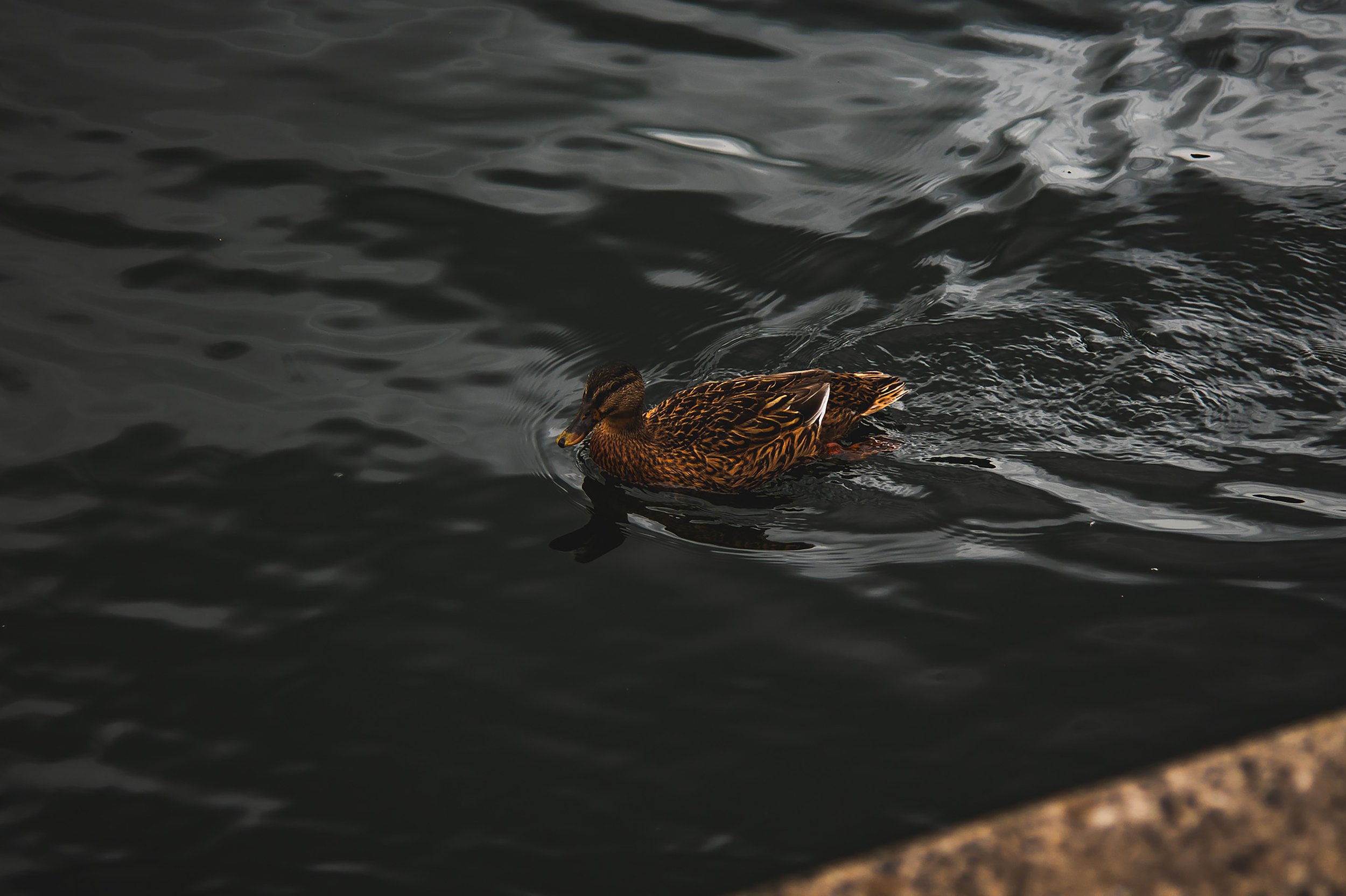 Feathers and Ripples