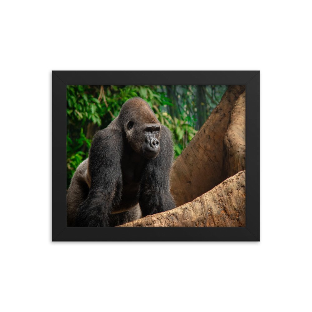 premium-luster-photo-paper-framed-poster-(in)-black-8x10-transparent-673d086b83c46.jpg