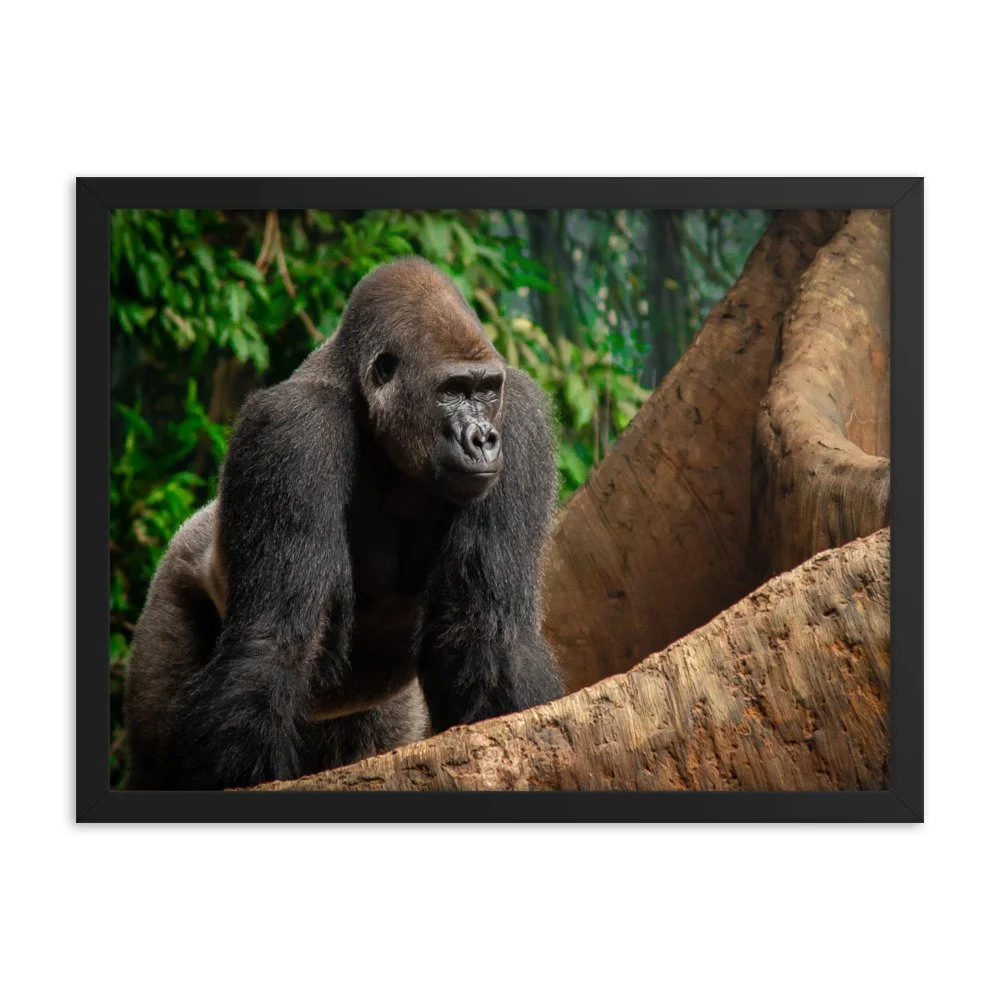 premium-luster-photo-paper-framed-poster-(in)-black-18x24-transparent-673d086b8462f.jpg