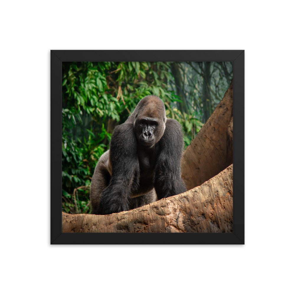 premium-luster-photo-paper-framed-poster-(in)-black-12x12-transparent-673d0a9434e77.jpg