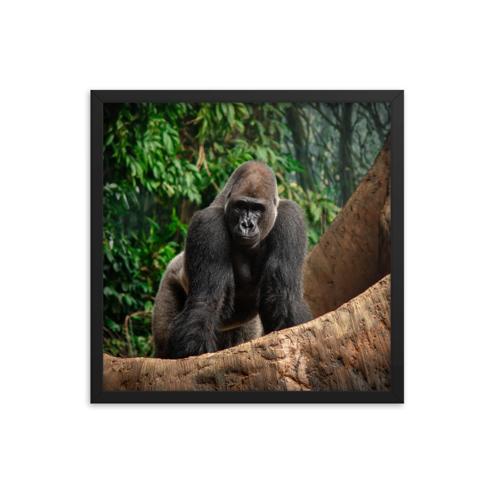 premium-luster-photo-paper-framed-poster-(in)-black-18x18-transparent-673d0a943548a.jpg
