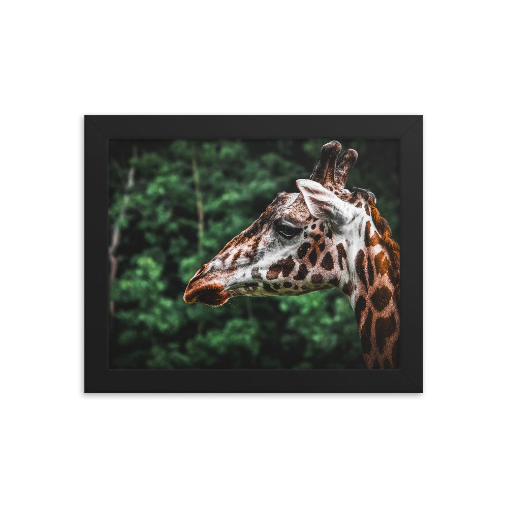 premium-luster-photo-paper-framed-poster-(in)-black-8x10-transparent-673d0d6f1f75d.jpg