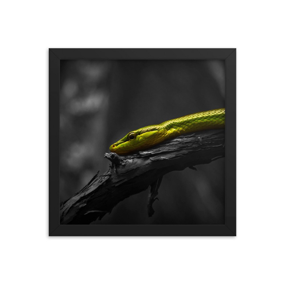 premium-luster-photo-paper-framed-poster-(in)-black-12x12-transparent-673d3e45a9bb7.jpg