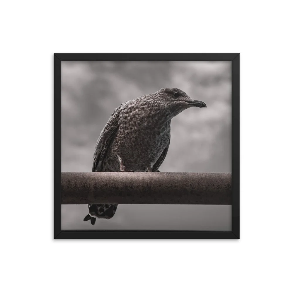 premium-luster-photo-paper-framed-poster-(in)-black-18x18-transparent-673e1d11198b6.jpg