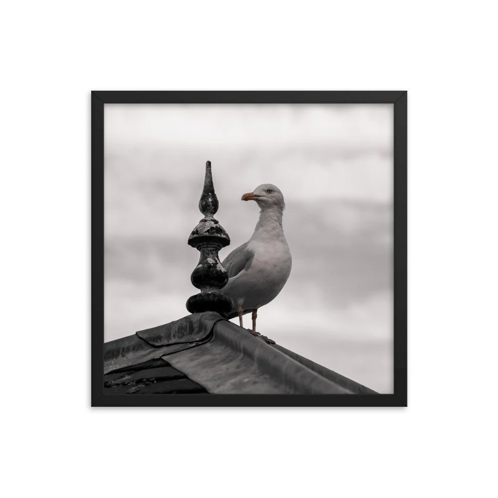 premium-luster-photo-paper-framed-poster-(in)-black-18x18-transparent-673e1f99ce2b7.jpg