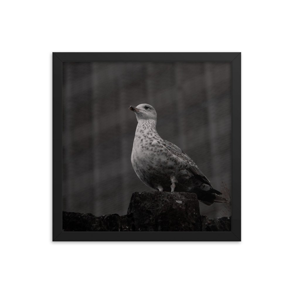 premium-luster-photo-paper-framed-poster-(in)-black-14x14-transparent-673e217e7ccde.jpg