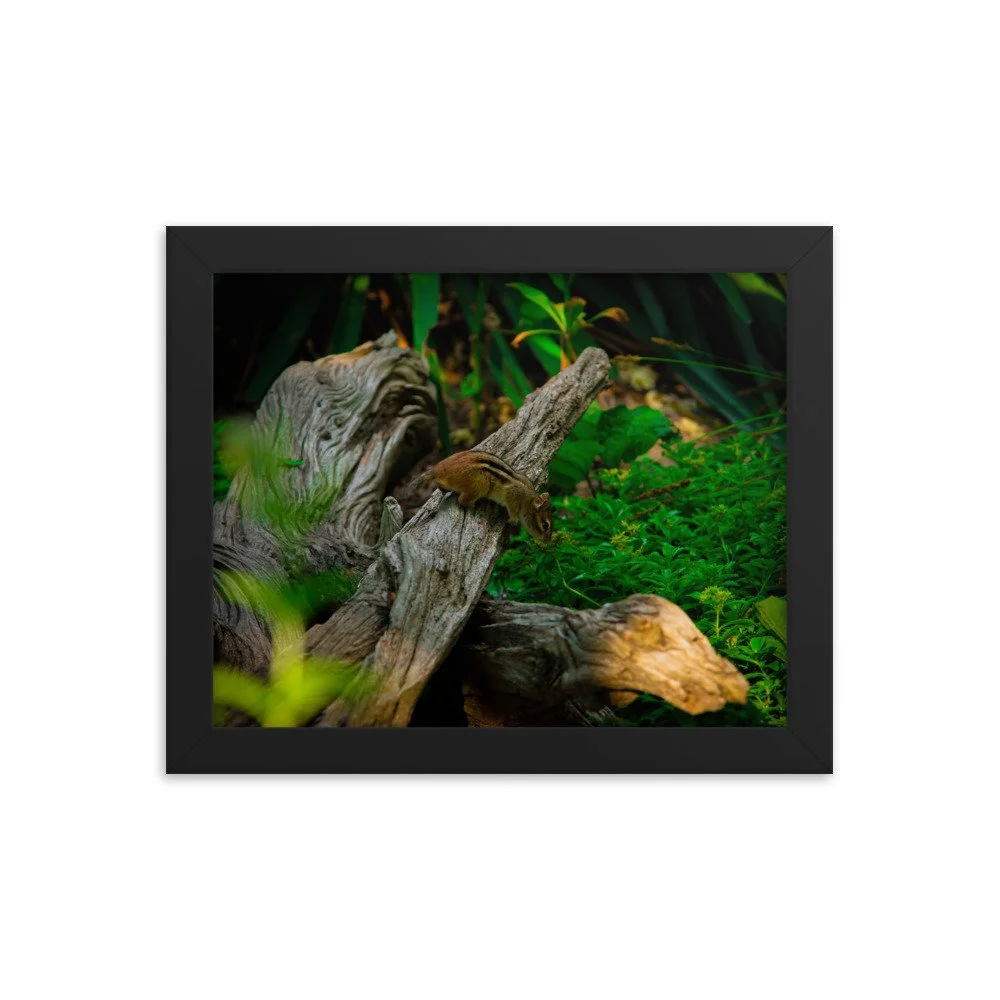 premium-luster-photo-paper-framed-poster-(in)-black-8x10-transparent-673e52fc3f9a5.jpg