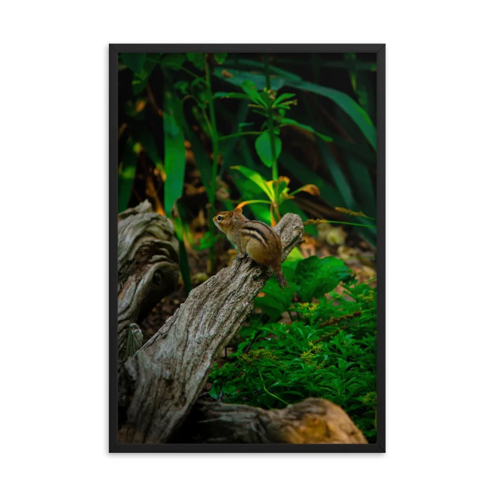 premium-luster-photo-paper-framed-poster-(in)-black-24x36-transparent-673e54fcc6cd2.jpg
