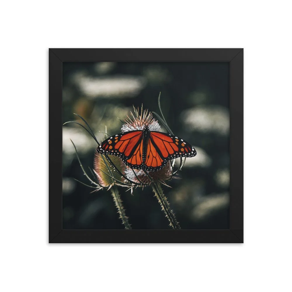 premium-luster-photo-paper-framed-poster-(in)-black-10x10-transparent-673eb174d4d33.jpg