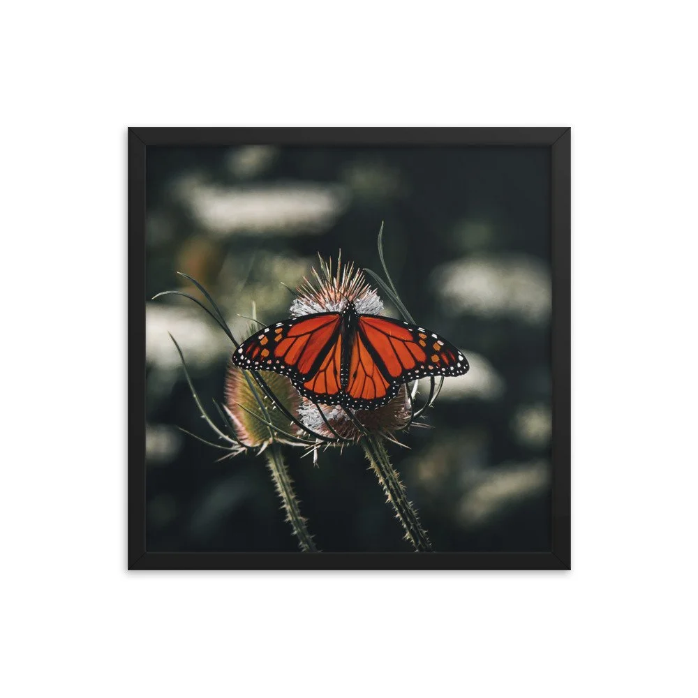 premium-luster-photo-paper-framed-poster-(in)-black-18x18-transparent-673eb174d53af.jpg