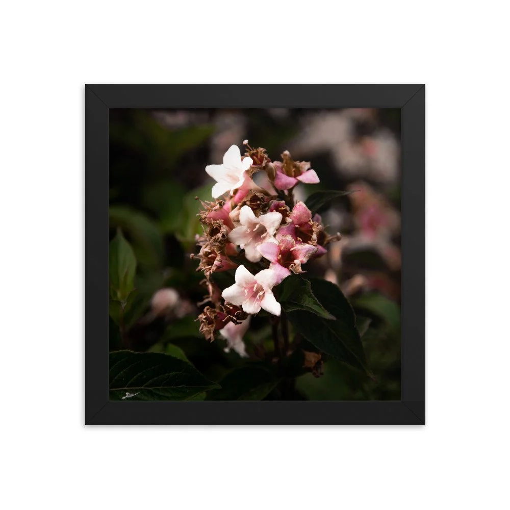 premium-luster-photo-paper-framed-poster-(in)-black-10x10-transparent-674e2e677eba8.jpg