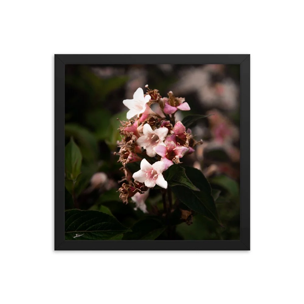 premium-luster-photo-paper-framed-poster-(in)-black-14x14-transparent-674e2e677ee93.jpg