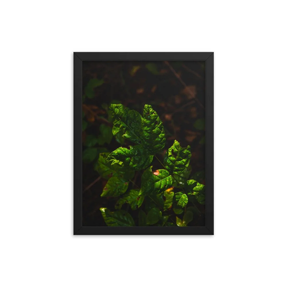 premium-luster-photo-paper-framed-poster-(in)-black-12x16-transparent-674e34ab3f63b.jpg