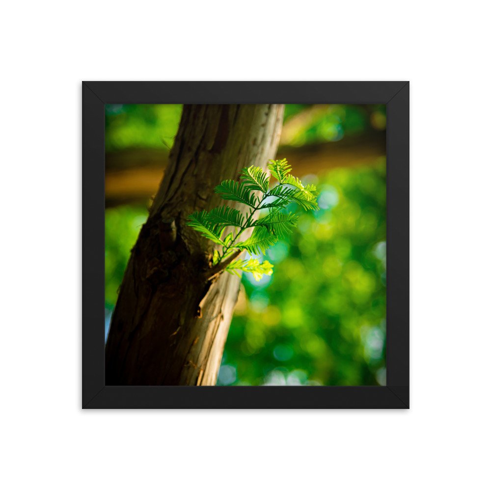 premium-luster-photo-paper-framed-poster-(in)-black-10x10-transparent-674e3da30c572.jpg