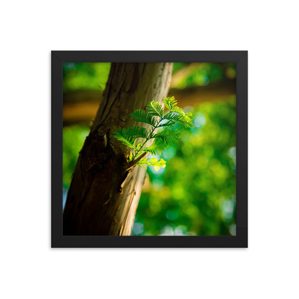 premium-luster-photo-paper-framed-poster-(in)-black-12x12-transparent-674e3da30c76e.jpg