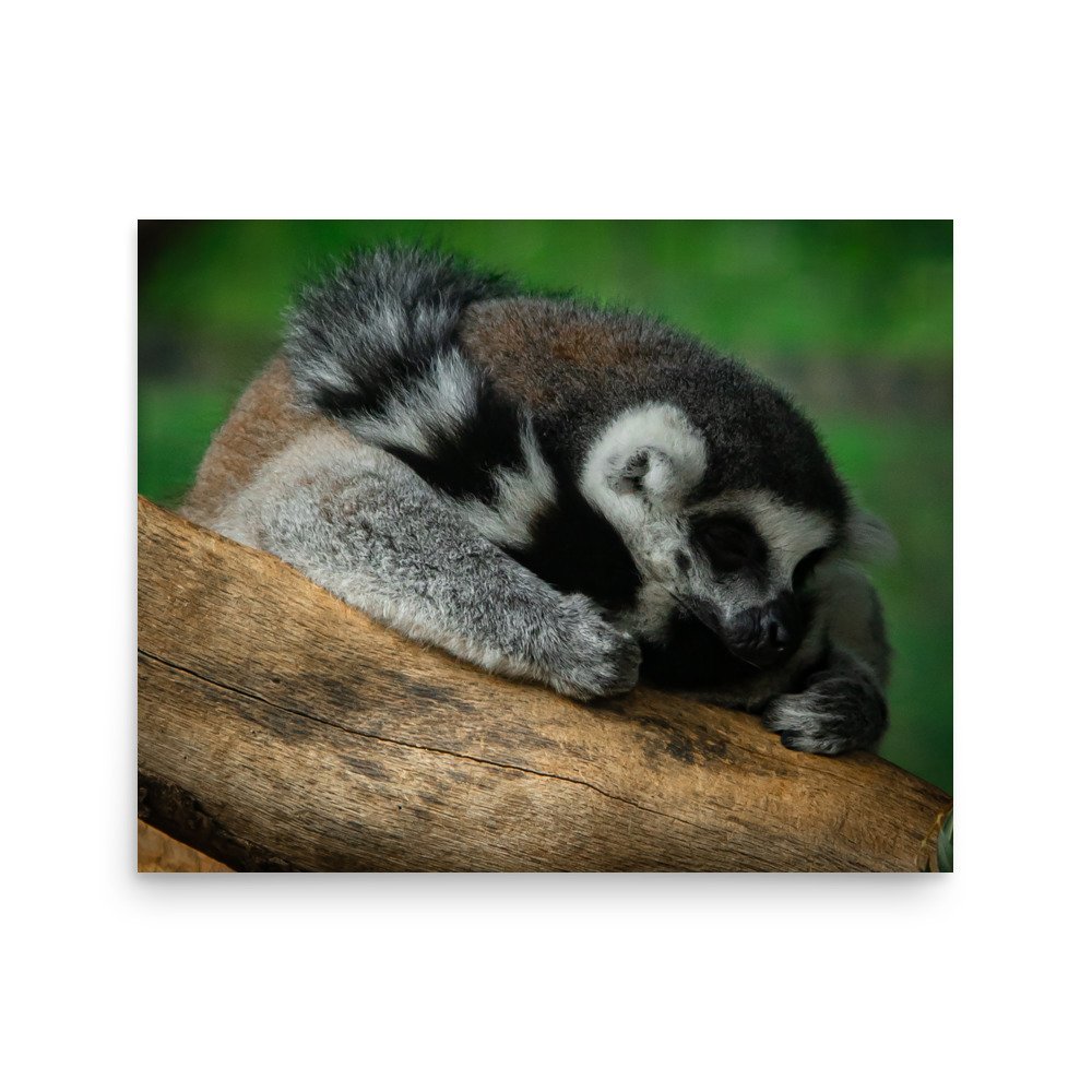 premium-luster-photo-paper-poster-(in)-16x20-front-6757692f6ce5e.jpg