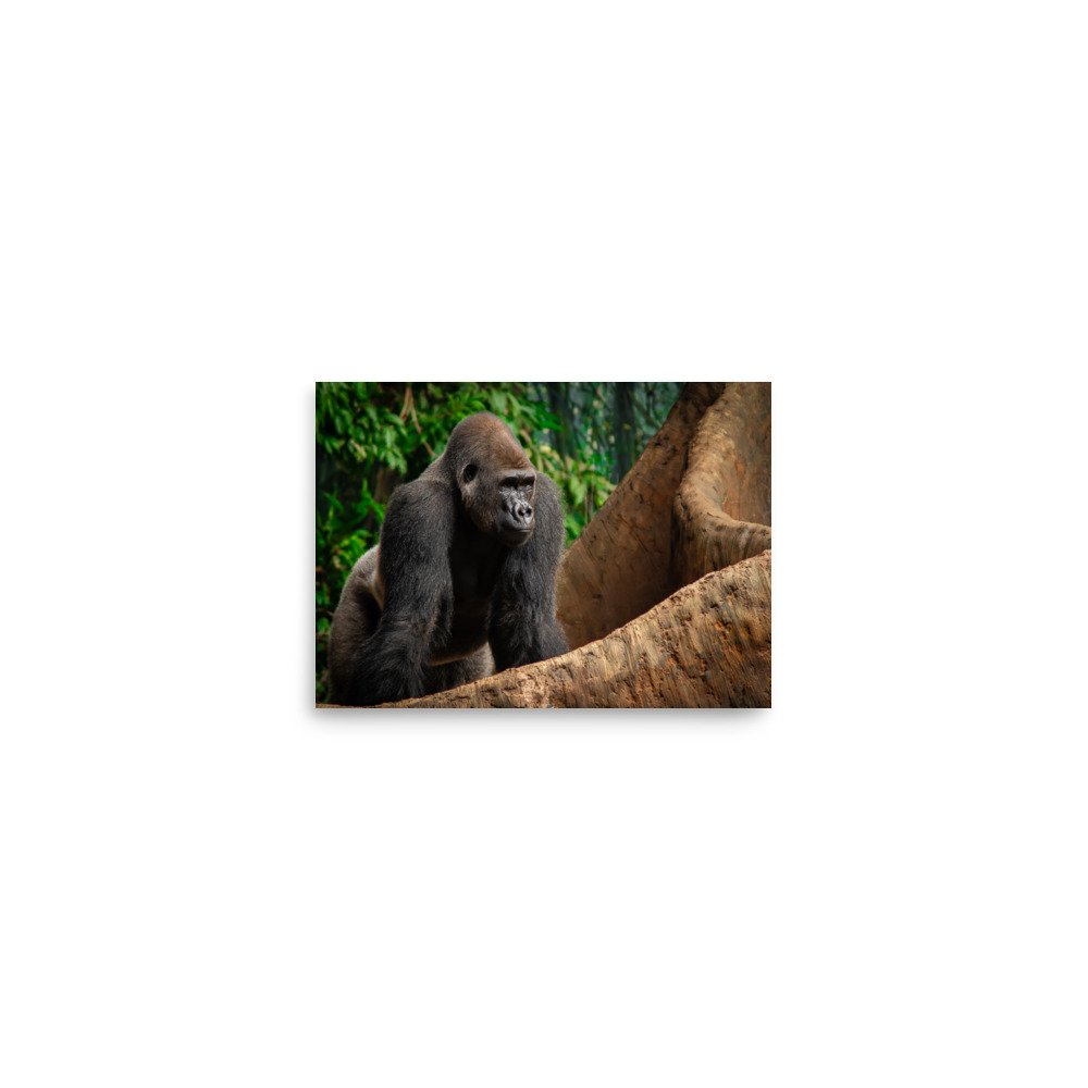 premium-luster-photo-paper-poster-(in)-5x7-front-67576e9dcc60a.jpg