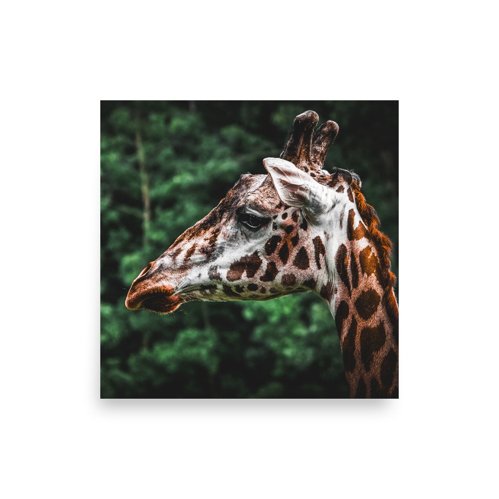 premium-luster-photo-paper-poster-(in)-10x10-front-6757716f69538.jpg