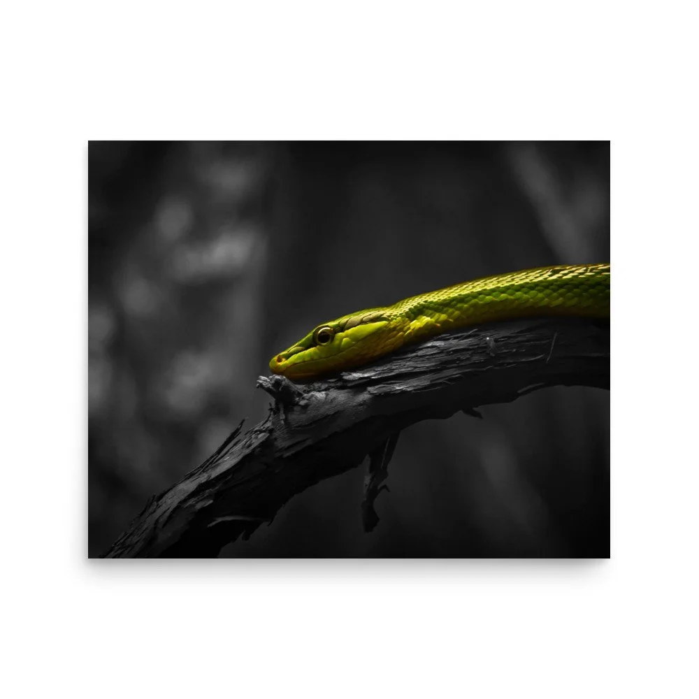 premium-luster-photo-paper-poster-(in)-16x20-front-67588599a7d06.jpg